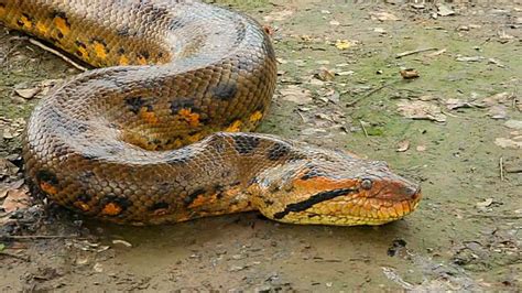 √99以上 Amazon River Anaconda Snake Images 243521 Jpblopixtmhj0