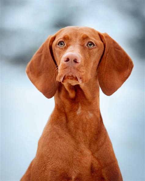 Pointer Picture 15 Cool Facts About Vizsla Dogs Nawpic