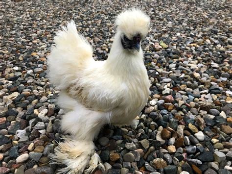 5 Facts You Might Not Know About Silkie Chickens Hobby Farms