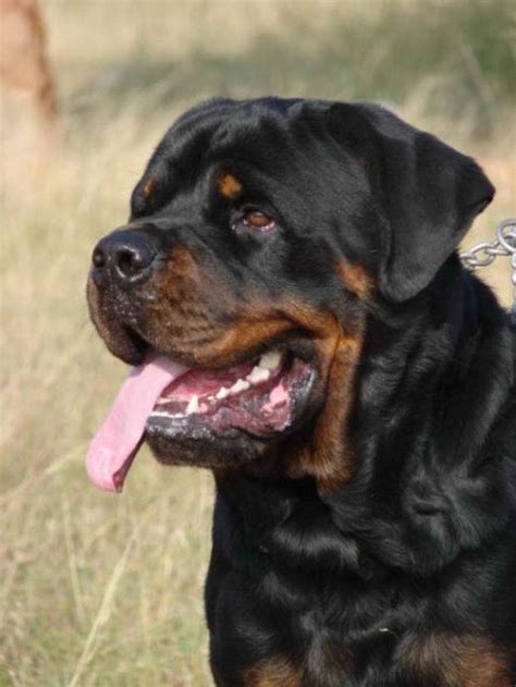 Find local rottweiler in dogs and puppies in the uk and ireland. Gladiator Rottweiler Puppies For Sale | PETSIDI
