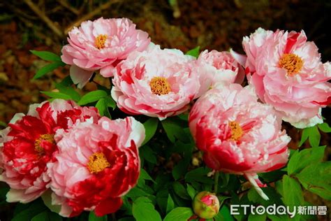 Tomb sweeping day (annual chinese festival observed on the first day of qingming). 南投杉林溪2萬多株牡丹花爭豔怒放 清明節連假到4月底前賞花去 | ETtoday 旅遊雲 | ETtoday旅遊新聞(旅遊)