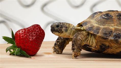 Tortoise Eating Strawberry Cute Turtle Youtube