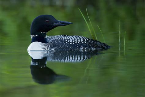 Common Loon Photograph by Loon Images