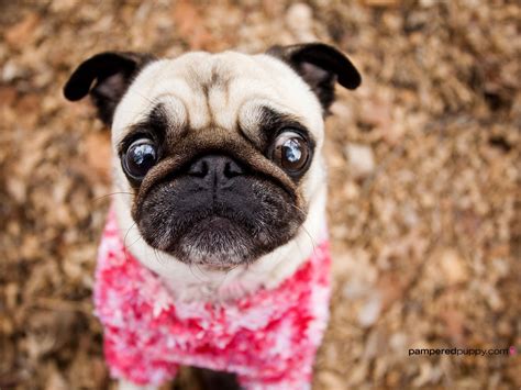 Curious Pug In Pink Dogs Wallpaper 13518555 Fanpop