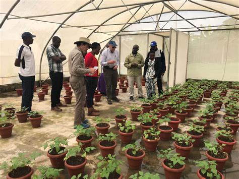 towards faster cooking varieties of beans aciar launches an innovative breeding project in