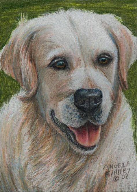 Young Golden Retriever Painting By Angela Finney Fine Art America