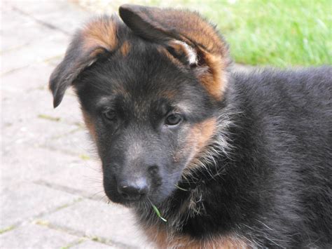Give a puppy a forever home or rehome a rescue. German Shepherd puppies for sale | Sunderland, Tyne and ...