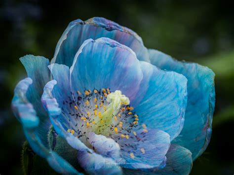 Blue Poppy True Blue Flowers Are Rare In The Natural World Flickr