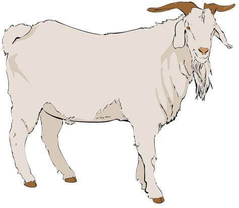 Goat Clipart Carton Goat Carton Transparent Free For Download On