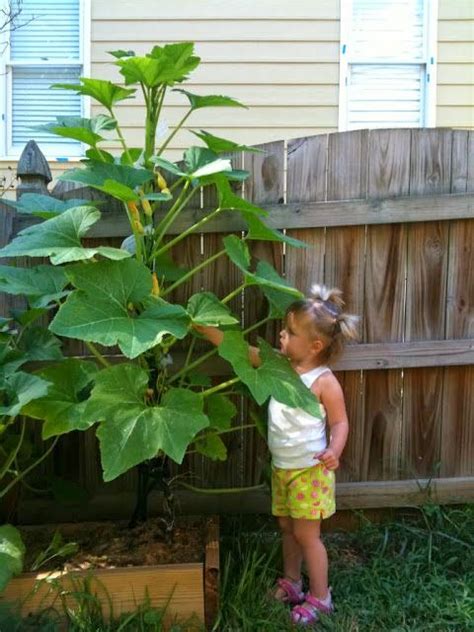 Check spelling or type a new query. How to Grow Zucchini Vertically | A Collection of Photos