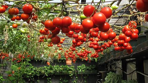 How To Grow Hydroponic Tomatoes Beginners Guide