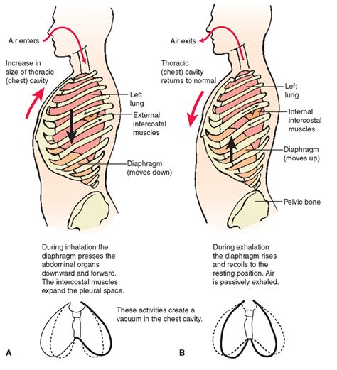 The Respiratory System Structure And Function Nursing Part