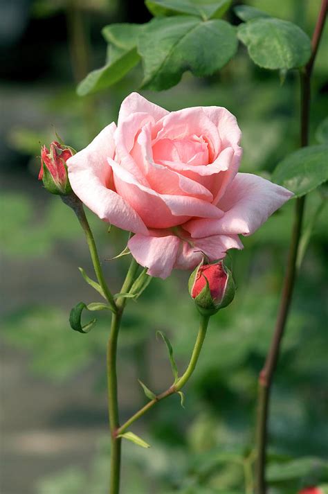 Floribunda Rose Rosa Davidoff Photograph By Brian Gadsbyscience