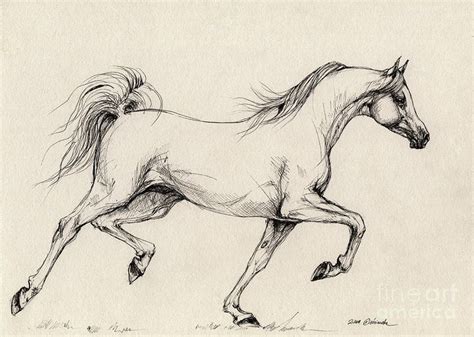 Pin By Kathy Hannon On Equidae Equine Art Horse Drawing Horses