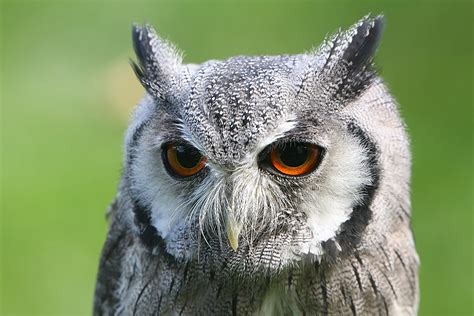 Northern White Faced Owl Noordelijke Witwangdwergooruil A Flickr