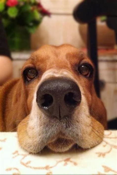 15 Signs That Indicate Youre A Crazy Basset Hound Person And Are Damn