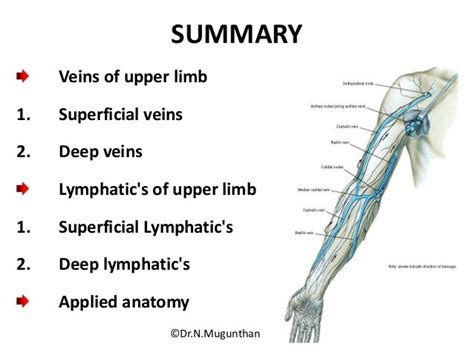 Lymphatic Drainage Anatomy