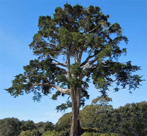 Monterey Cypress Santa Barbara Beautiful