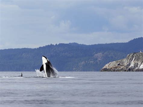 Spot Orcas In Vancouver British Columbia Travel Inspiration