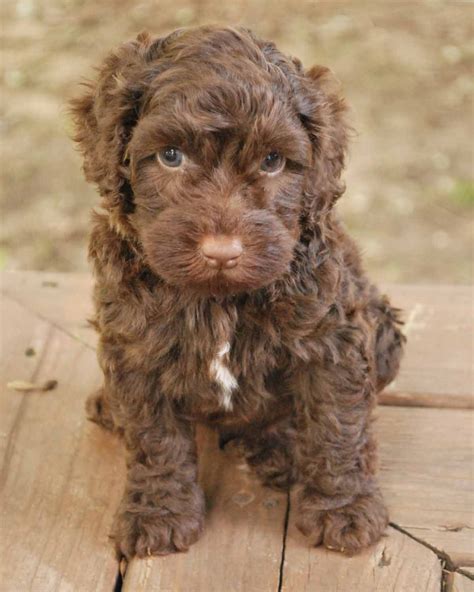 You could have a miniature chocolate labradoodle, a black mini labradoodle, or just about any color labradoodle you want! Pin on Bode Miller & Bailey