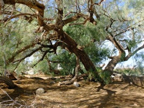 Check spelling or type a new query. Shooting the Messengers: How Plants are Unfairly Blamed ...