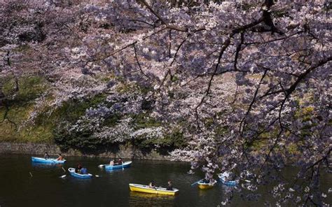 Chidorigafuchi Boating Park Tokyo Petrina Tinslay Cherry Blossom