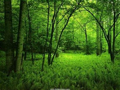 Forest Nature Background Wallpapers Forrest Natural Forests
