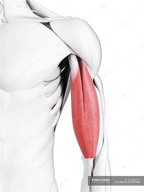 Male Anatomy Showing Biceps Muscle Computer Illustration — Education