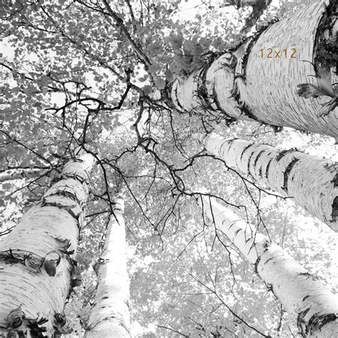 Birch Trees Print Trees Canopy Picture Black And White Etsy