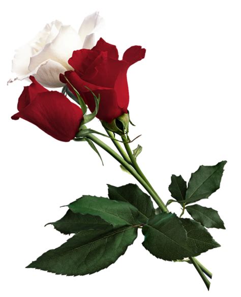 White Rose Png Free Download On Clipartmag