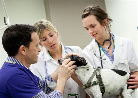 Studying Veterinary Programmes In The Uk Estudo No Exterior