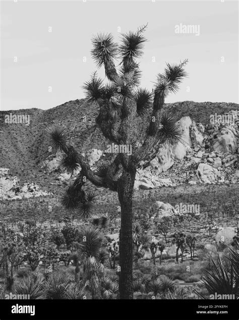 Joshua Tree Growing In A Desert Stock Photo Alamy