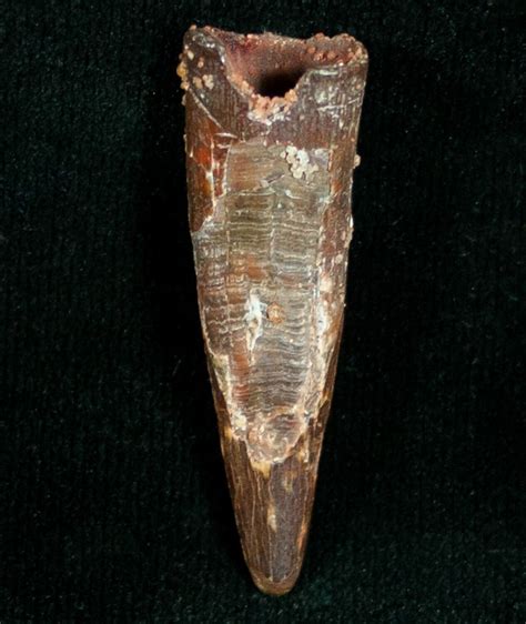 Large 140 Pterosaur Tooth Tegana Formation 7185 For Sale