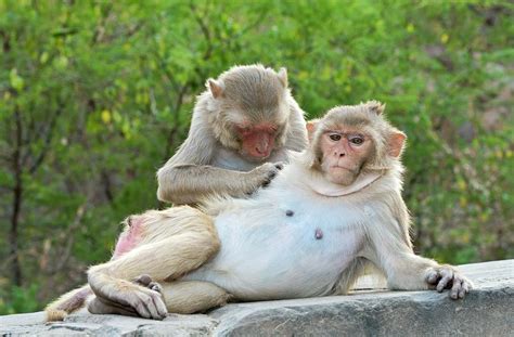 Rhesus Monkeys Grooming Photograph By Tony Camachoscience Photo