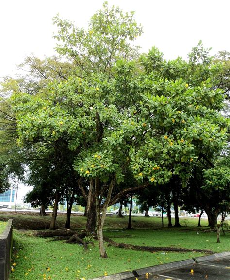 Volunteers have planted 1,500 trees consisting of four species of forest trees, namely merawan siput jantan, menglembu, merbau and damar minyak. gardenia carinata - @ cempaka kedah | Kedah, Diy crafts ...