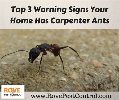 Top 3 Warning Signs Your Home Has Carpenter Ants - Rove Pest Control