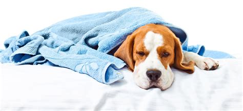 How To Tell If Your Dog Has A Cold What To Do About It