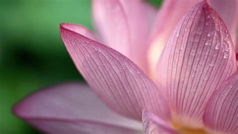 1366x768 Wallpaper Flower Petals Pink Lotus Flower Images