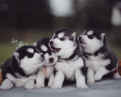 Fluffy husky pups with the most piercing blue eyes. Cute Siberian Husky Puppies - We Need Fun