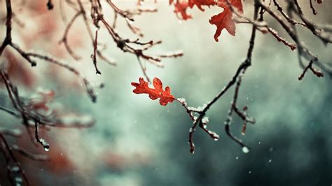 Winter Branches Wallpapers Wallpaper Cave