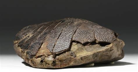 Ancient Fossilized Turtle Shell