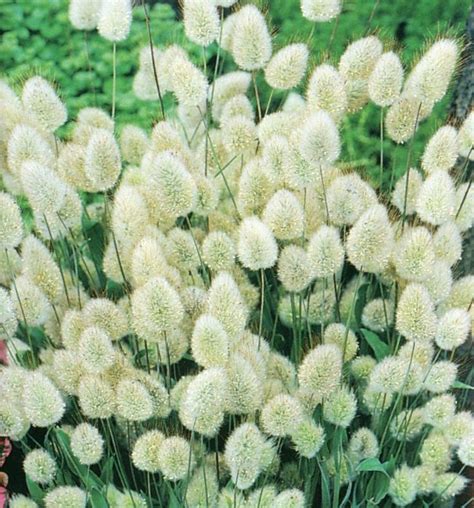Grass Bunny Tails Lagurus Ovatus Flowers June To September Plants