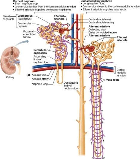 The renal capsule is not. (3) What is the difference between peritubular capillaries and the vasa recta of the kidney ...