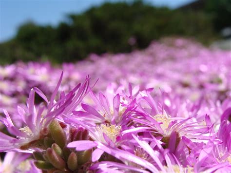 Share your opinion and gain insight from other stock traders and investors. ice plants, or sea figs, close up | Sea fig flowers ...