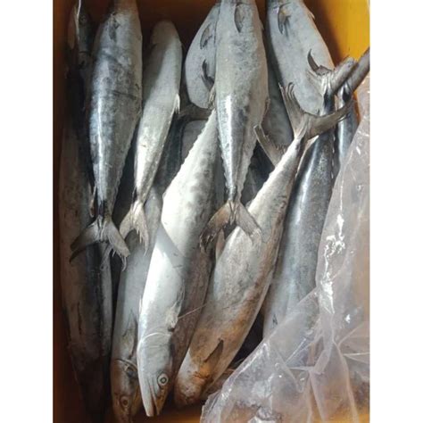 Jual Ikan Tenggiri Segar 1kg 2kg Di Seller Ozanfoods Jakarta Utara