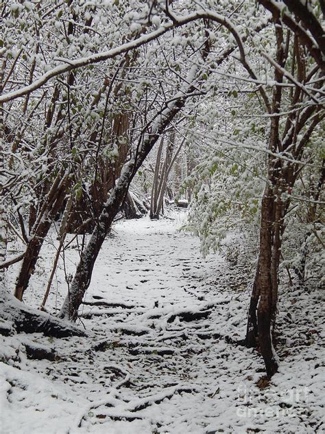 Snow In The Woods Photograph By Phil Perkins Fine Art America