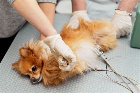 Ecg For Pets When Is It Needed Cave Creek Vets