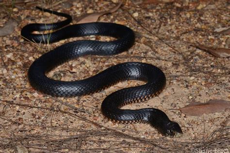Red Bellied Black Snake Pseudechis Porphyriacus Snake Reptiles