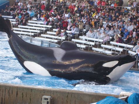 Pin by Nadia Galeassi on seaworld | Tilikum, Bottlenose dolphin, Orca