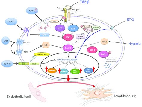 Molecular Mechanisms of EndoMT The diagram shows the TGF β ET